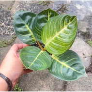 AGLAONEMA BLACK MOONLIGHT GERHANA REMAJA BEST SELLER