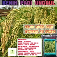 COD tongkol2 jumbo benih padi Galur lokal Aceh berkualit lorgso 1261kx
