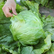Biji Iceberg Lettuce Seed -结球生菜种子 500 Seeds Super Ball Variety Iceberg Lettuce Seeds Original Vegeta