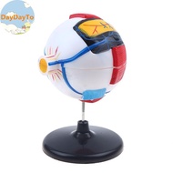 DayDayTo Eyeball Anatomy Model For Eye Diseases Study, 6X Human Eye Anatomy Model Eye Anatomy Model 