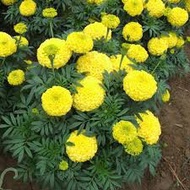 300 dwarf lemon yellow marigold seeds - 30-40 cm plant