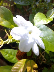 MDC- Anak Pokok Bunga Melur Kampung / Arabian Jasmine sapling / Pokok bunga wangi Anak Pokok Tanaman Benih Garden Seed Seeds