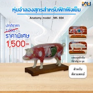 Anatomy model: NK- 604 หุ่นจำลองสุกรสำหรับฝึกฝังเข็ม