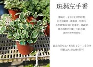 心栽花坊-斑葉左手香/5吋/香料香草藥用食用植物/售價120特價100