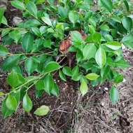 bahan bonsai kimeng batang besar