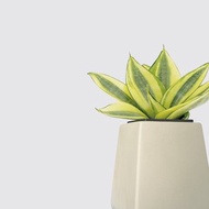 │ 方盆系列 │ 黃金虎尾蘭 - 空氣淨化 室內植物 水耕盆栽