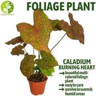 [Local Seller] Caladium Burning Heart Houseplant Indoor or Outdoor Foliage Plant | The Garden Boutique - Live Plants