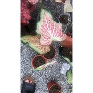 CALADIUM HYBRID THAI -KELADI THAILAND