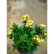 ixora daun kichil  / Jejarum kuning / Pokok Bunga Ixora