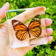 Real Butterfly Insect Resin Specimen Living Room Decoration 6.21.dw