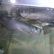 ikan arwana silver 15 cm