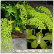 Anggrek grammatophyllum seedling MARSUITA