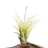 Air plant- Tillandsia Ionantha Druid