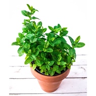Anak Pokok Pudina Mint Asli Potted Live Plant Mint Plant Pokok Bunga Hiasan Pokok Hiasan Pokok Herba