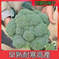 室內外陽台庭院播種種子 四季蔬菜種子（西蘭花種子）