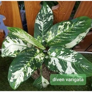 diven varigata aglonema dieffenbachia varigata