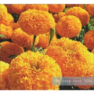 Dwarf Thai Marigold flower seeds f1 SN