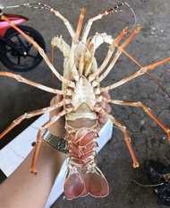 lobster hidup