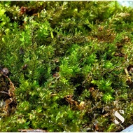 Trachycystis Microphylla Moss, Terrarium, Paludarium, Live Moss,苔藓，瓶中苔藓，Lumut Hidup, Pokok Terrarium