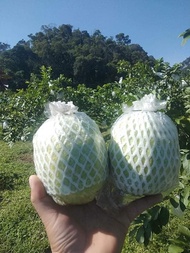 [ 350 cái ] 1KG TÚI XỐP BAO BỌC ỔI ĐÃ LỒNG SẴN ĐẦY ĐỦ thun xốp thun bì