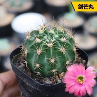 仙人掌Cactus Jianmang Pills Real Life Cactus Rare Flowering Pink Floral Cactus Succulent Plant Good Fee