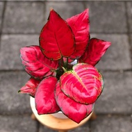 Aglaonema red anjamani / Aglonema red anjamani Remaja florist nursery