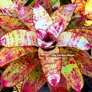 Bromeliad Id Rare - Neo Js Brown / By Gha Garden House
