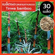 เมล็ดไผ่ เมล็ดไผ่ข้าวหลามกาบแดง เมล็ดไผ่ข้าวหลาม กาบแดง เมล็ดพันธุ์ ไผ่ข้าวหลามกาบแดง Tinwa Bamboo