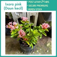 PBN - Ixora pink (daun kecil) - outdoor plant Pokok bunga nursery Pokok hiasan landscape siantan coc