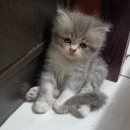 Lepas Adopsi Kucing Persia Kitten Abu Abu cakep bangett