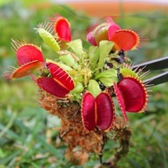 Slurperon Dionaea Muscipula Potted Giant Cannibal Flower Pitcher Plant Summer Foliage Plant Indoor F
