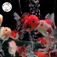 Ikan Koki Ranchu Rancu / Goldfish Oranda Longtail Tiger / Pearl White / Panda Tri Color Grade A Supe