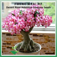 BUY 2 GET 1 FREEKDH Plant World Import Ready Stock 沙漠玫瑰花 富贵花种子 Desert Rose Adenium Obesum Seeds