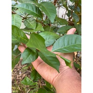 Fresh bay leaves picked straight away from your own garden