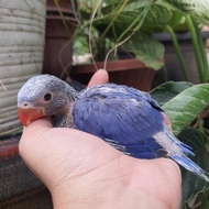 violet Indian ringneck parrot (irn)