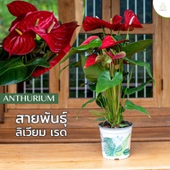 Treeno.9 T43 ดอกหน้าวัว (Anthurium) มี 11 สี ให้เลือก/ กระถาง 8 นิ้ว / สูง 30-50 cm / ไม้ดอกประดับ ไม้มงคล ไม้ฟอกอากาศ (ต้นไม้)