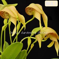 Bulbophyllum Grandiflorum Orkid Mulut Itik