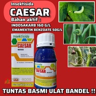 INSEKTISIDA CAESAR 210 SC(INDOSAKARB+EMAMEKTIN) BASMI HAMA ULAT KEBAL