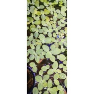 Dwarf water lettuce (Pistia stratiotes)