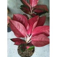 Aglonema suksom jaipong king leaves 5/7 large leaves