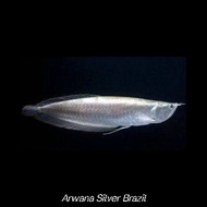 Arwana Silver / Arwana Silver Brazil