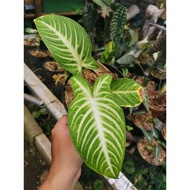 Alocasia Xanthosoma Lindenii / keladi zebra /caladium santosoma lindeni / Alocasia belang zebra