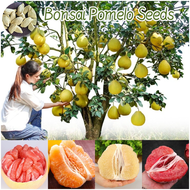 [Fast Growing] Pomelo Seed for Sale (25 Pcs Per Pack）Davao Pomelo Bonsai Seeds for Planting Heirloom