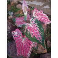 Anak Pokok Bunga Keladi Pink/ Pink Caladium/ Thai Beauty