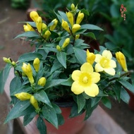 French Perfume Jasmine Seedlings Winter with Bud Evergreen Green Plant Flower Pot Yellow Jasmine Vines Cold-Resistant Fl