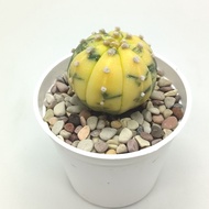Kaktus Astrophytum Asterias Variegata - Astro Var