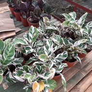 ▥♛calathea white fusion  ....