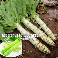Premium Asparagus Lettuce Seeds 200pcs Soon Huat Seed Chinese Celtuce Big Stem Celery Lettuce Vegeta