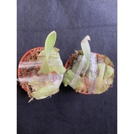 鹿角蕨P.hillii cv. Talnadge 深綠園藝種-2盆合購-3吋盆觀葉植物 室內植物 文青小品/療癒蕨品