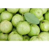 1KG JAMBU BATU FRESH KRUP KRAP